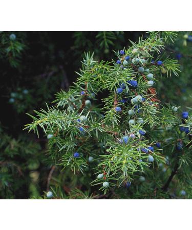PurePlant Essentials 100% Pure Energy Clearing - Positivity Blend Organic and Wild Crafted Essential Oils - 18 ml - Buy Online on GoSupps.com