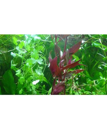 Exclusive Product - 50 Live Aquarium Plants Collection of Aquatic Plants for Your Fish Tank - Buy Online on GoSupps.com