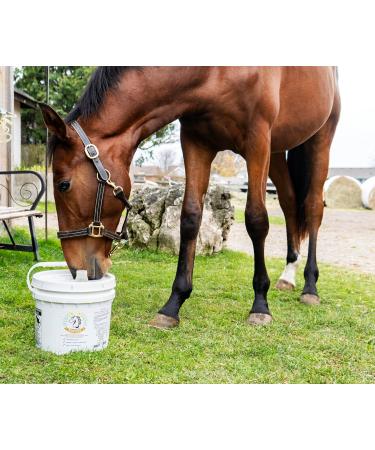 Smart Earth Camelina Oil for Horses - Natural Nutritional Supplement for Coat Hooves and Joints - Horse Oil - Omega 3 6 & 9 - Equine Care - Camelina Oil for Joint Health (18.9L) - Buy Online on GoSupps.com