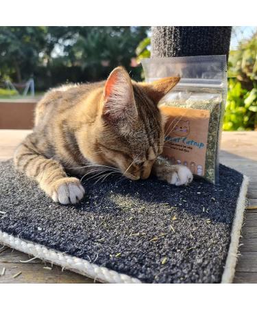 Skitcat Catnip 15g - Natural Catnip for Cats | Cat nip | Cat Treats | Extra Strong Sustainably Farmed Pesticide Free - Buy Online on GoSupps.com
