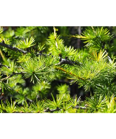 Eschgfeller Essential Larch Oil | Organic 100% Natural 20ml | Certified Quality from South Tyrol - International Shipping Available - Buy Online on GoSupps.com