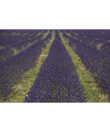 Lavender floral water 1 Liter 1000 ml - 100% direct producer hydrosol - Provence - Buy Online on GoSupps.com
