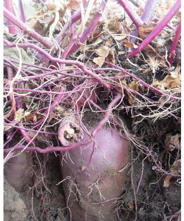 Okinawa Sweet Potato Seeds - Buy Hawaiian Uala Seeds for International Shipping - Buy Online on GoSupps.com