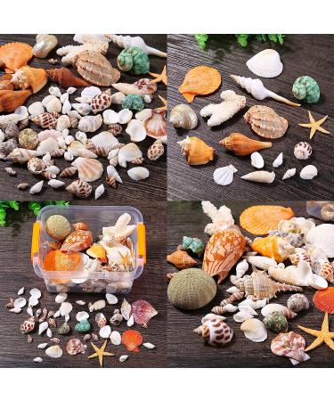 Okllen 2.2 lbs Mixed Beach Seashells Starfish & Large Conch Shells - Ideal for Beach Theme Parties, Fish Tanks, DIY Crafts, Wedding & Home Decor - Buy Online on GoSupps.com