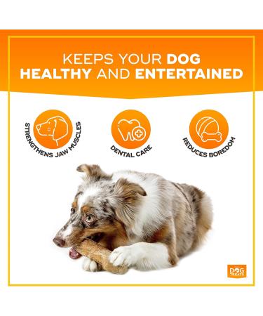 Natural Dog Treats - Coffee Wood Chewing Bone for Dogs & Puppies | Caustab Chewing Wood - Exciting Kit for Dogs | 1 Pack - Buy Online on GoSupps.com