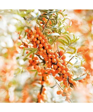 Weleda Hydrating Sea Buckthorn Body and Beauty Oil - 3.4 fl oz | Plant-rich Formula with Sesame Oils - Buy Online on GoSupps.com