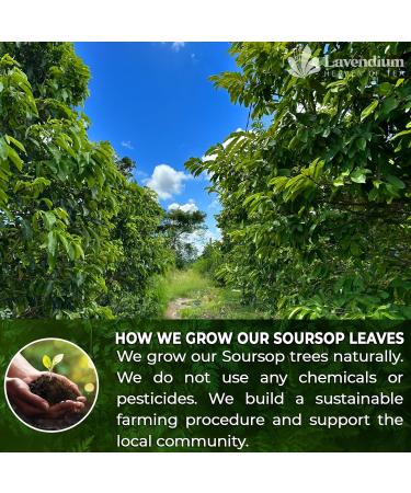Lavendium 120+ Premium Soursop Graviola Dried Leaves 120-140 Natural Leaves Whole Soursop Leaves Wildcrafted Graviola Soursop Hoja Guanabana Soursop Loose Leaf Herbal Tea No Gluten Vegan Soursop Leaves 120 Bags - Buy Online on GoSupps.com