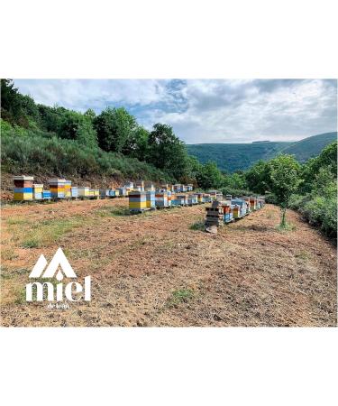 Pure bee honey. Pack of 6 honeys 450grs each. 1) Flower honey. 2) Heather and oak honey. 3) Chestnut honey. 4) High mountain honey. 5) Forest honey. 6) Green oak and oak honey. - Buy Online on GoSupps.com
