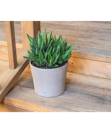 Live Aloe Nobilis & Succulents Plants - Indoor Houseplants by Plants for Pets - Buy Online on GoSupps.com