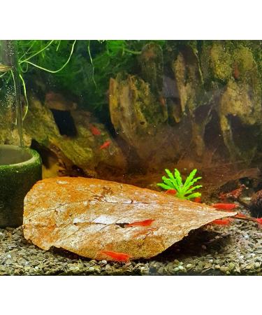 Garnelen4you Sea Almond Leaves - 100 Premium 6-9 cm for Shrimp Fish Crabs Snails | Climate-Neutral Packaging | Long-Term Feed & Water Treatment - Buy Online on GoSupps.com