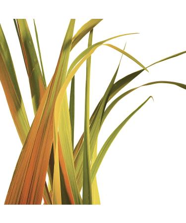 Dove Care by Plants Lemongrass Deodorant Stick 2.6 oz - 3 Pack | Aluminum-Free & Long-Lasting Protection - Buy Online on GoSupps.com