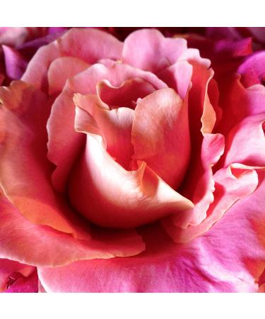 Petal Fresh Softening Conditioner - Rose & Honeysuckle 16 fl oz | Natural Hair Care - Buy Online on GoSupps.com