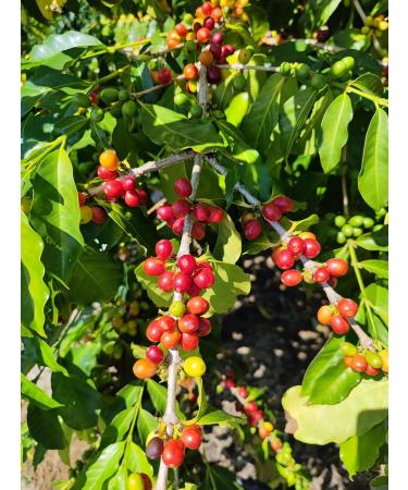 La Miel - Buy Online on GoSupps.com