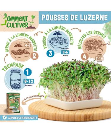 ZenGreens - Organic wheat seeds - Choose between 10g 200g and 500g - Wheat seeds with germination rate above 97% - Microgreens - Buy Online on GoSupps.com