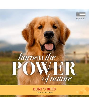 Burt's Bees Whitening Shampoo for Dogs - Papaya & Yogurt - 16 fl oz - Buy Online on GoSupps.com