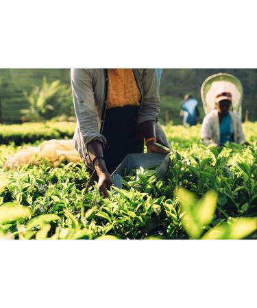 Quik Tea Lemongrass Chai Tea Latte - 10 Count Single Box - All Natural & Preservative Free Instant Chai  - Buy Online on GoSupps.com