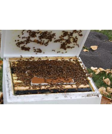 Global Patties 4% Pollen Patties for Bees - 1 lb | Protein Food Supplement for Honey Bees - Buy Online on GoSupps.com