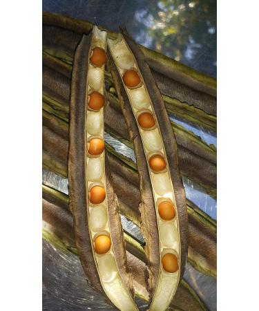 20 Winged Bean Semi di Verdure - Buy Online on GoSupps.com