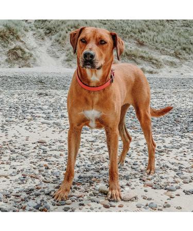 Shop HUNTER Convenience Comfort Dog Collar - Neoprene Plastic Neon Orange XS-S | International Shipping Available - Buy Online on GoSupps.com