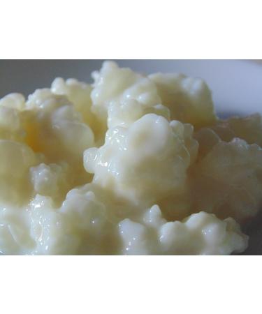 10g organic milk kefir grains Tibetan mushrooms snow lotus