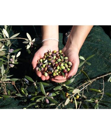 Buy Organic Black Pepper & Greek Extra Virgin Olive Oil | Salad Dressing | 160g + 250ml by Aristos | Premium Indian Spices & Olive Oil - Buy Online on GoSupps.com