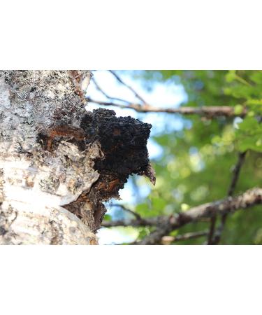 Premium Chaga Extract Drops 50ml - Alcohol-Free & Pure | International Shipping - Buy Online on GoSupps.com