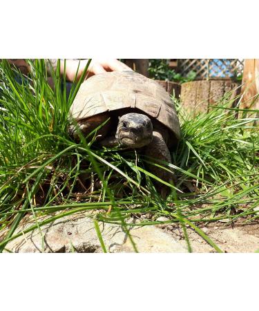 Linsor Turtle Soil - Natural Fertilizer-Free Substrate for Tortoises & Reptiles | 50 Liters - International Shipping Available - Buy Online on GoSupps.com