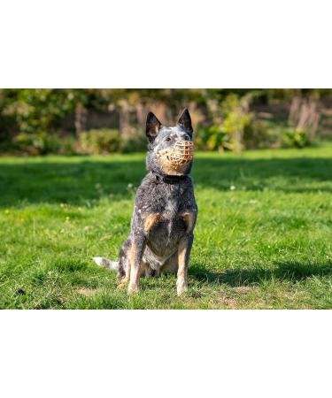 Baskerville Anti-Poison Bait Muzzle for Dogs - Size 4 | Comfortable & Safe for Small to Medium Dogs | Pant & Drink Easily No Waste Browsing - Buy Online on GoSupps.com