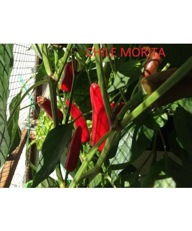 Pepper seeds 10 different varieties -- 100 seeds - Buy Online on GoSupps.com