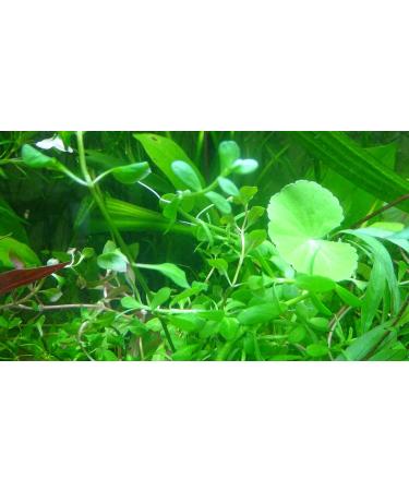 Exclusive Product - 50 Live Aquarium Plants Collection of Aquatic Plants for Your Fish Tank - Buy Online on GoSupps.com