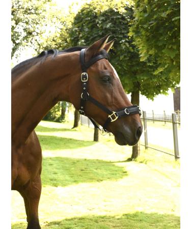 Kerbl Plastic Lunge Halter - Black Warmblood | Durable Lightweight & Perfect for Training - International Shipping Available - Buy Online on GoSupps.com