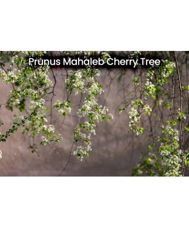 Cerez Pazari Ground Mahlab 150gr - Premium Quality Aromatic Spice for Baking - 100% Natural Prunus Mahaleb - Mahlepi - Mahlep - Buy Online on GoSupps.com