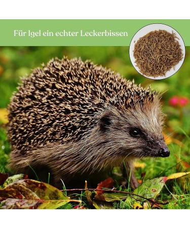 Blumixx Mealworms for Wild Birds & Small Animals - 800g Nutritious Dried Feed | Ideal Winter Bird Food & Pet Supplement - Buy Online on GoSupps.com