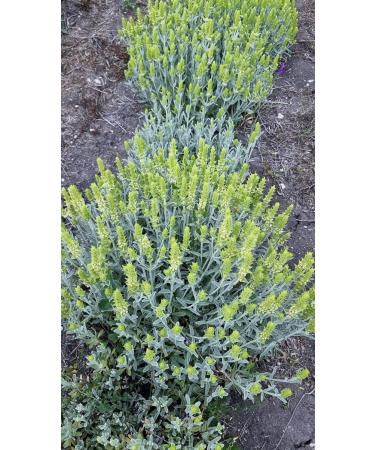 Bulgarian Mountain Tea Mursal tea Sideritis 25g / 0.88oz - Buy Online on GoSupps.com