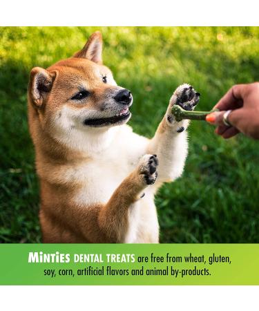 Minties VetIQ Dental Bone Treats for Medium/Large Dogs | Mint Chews, 32oz - Buy Online on GoSupps.com