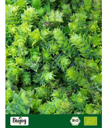  Biojoy Biojoy Organic Greek Mountain Tea (150g) whole stems and flowers (Sideritis scardica) - Buy Online on GoSupps.com