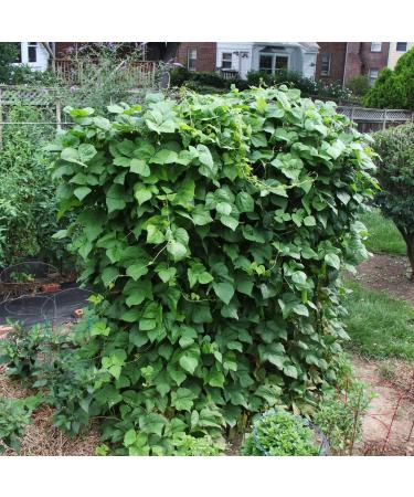 Semi Blue Lake FM1 Polo Bean ( 18): Certified Organic Non-GMO Bustina di semi