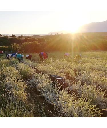 dreikraut Organic Greek mountain tea | Bouquet | 50 g | Traditional cultivation on Olympus | Sideritis scardica/raeseri - Buy Online on GoSupps.com