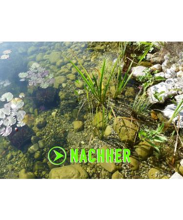 Algae Killer Protect - Premium Water Care for Garden & Swimming Ponds (150g - Treats up to 10 000 Liters) - Buy Online on GoSupps.com