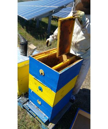 100% Natural Honey Of Wildflower 1.6Kg - Buy Online on GoSupps.com