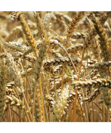  Kamelur Kamelur Organic spelt (1 kg) - whole grain from controlled organic farming in Germany - Buy Online on GoSupps.com