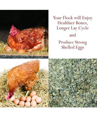 Foothills Naturals Oyster Shells Crushed - 1 kg (2.2 lb) Natural Nothing Added - Buy Online on GoSupps.com