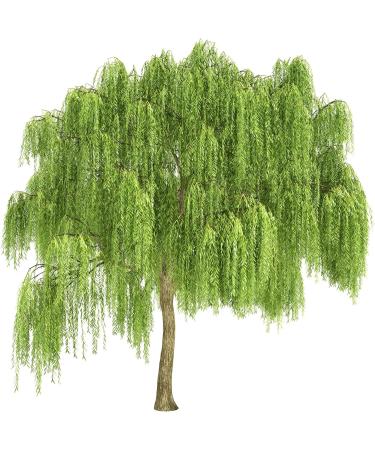 White Willow Bark Tea | Salix Alba L | corce de Saule Blanc Tisane | Health Embassy (100g) - Buy Online on GoSupps.com