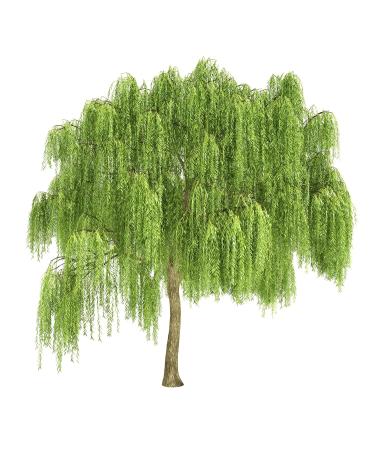 Health Embassy White Willow Bark | Salix Alba L | Herbal Tea (50g) Natural 50g - Buy Online on GoSupps.com