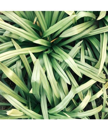  Alpi Nature Alpi Nature Lemongrass Tea 1kg Loose Tea Dried & Cut Lemongrass Leaves - Buy Online on GoSupps.com