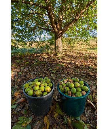 Copaya Premium Walnut Kernels 1kg - Mild & Aromatic Hand-Beaten Raw Walnuts from Chile in Aroma Protection Bag - Buy Online on GoSupps.com