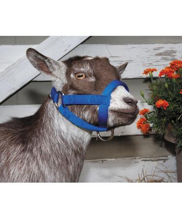 Weaver Leather Livestock Goat Halter Blue - Large | Premium Quality - Buy Online on GoSupps.com