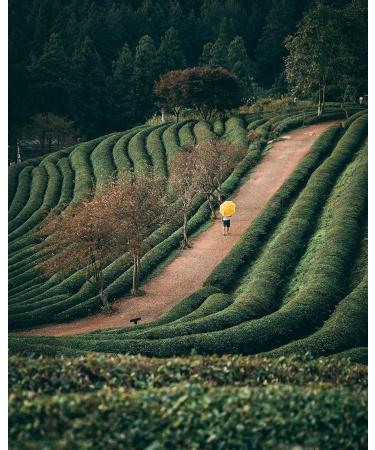 Dethlefsen Balk Herbal tea mix Feng Shui tea strawberrybergamot aromatic 1 kg - Buy Online on GoSupps.com