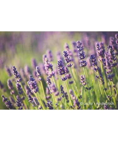 Schwerinernaturheil Lavender Pillow - 100% Cotton Herbal Scented Pillow with Cover - Perfect for Relaxation & Sleep - Buy Online on GoSupps.com