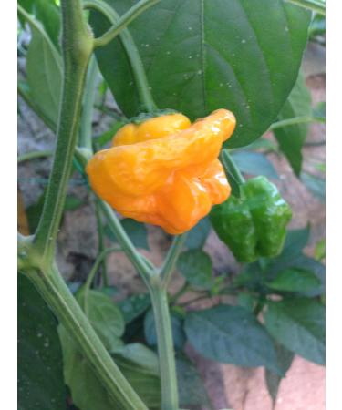 SEMI PEPERONCINO-Mushroom Yellow-+ Guida ALLA COLTIVAZIONE